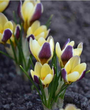Crocus Herald 5 buc marime 5/7 [1]