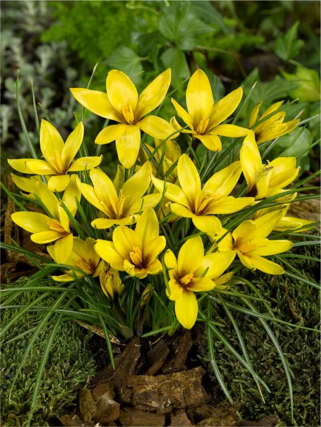 Branduse de primavara - Crocus Korolkowii 5 buc marime 6+