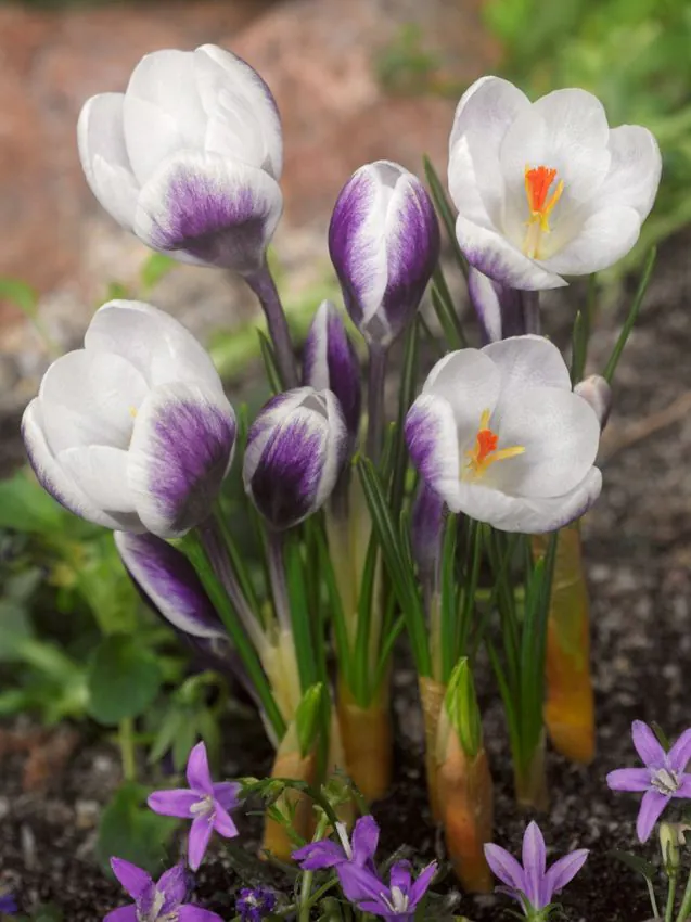 Crocus Lady Killer 5 buc marime 5/7 [2]