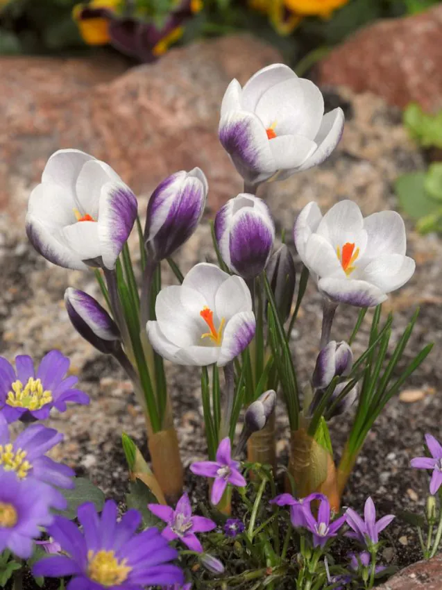 Crocus Lady Killer 5 buc marime 5/7 [1]
