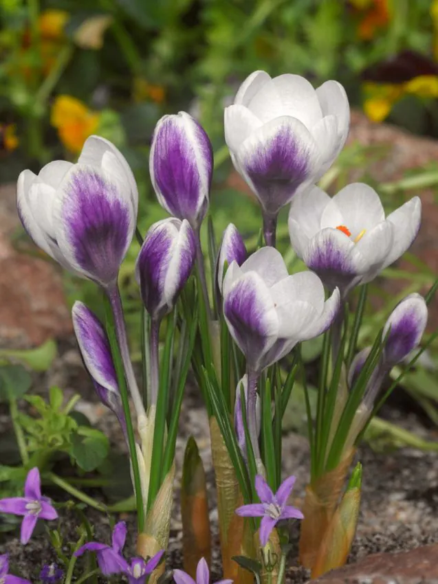 Noutati toamna 2026 - Crocus Lady Killer 5 buc marime 5/7