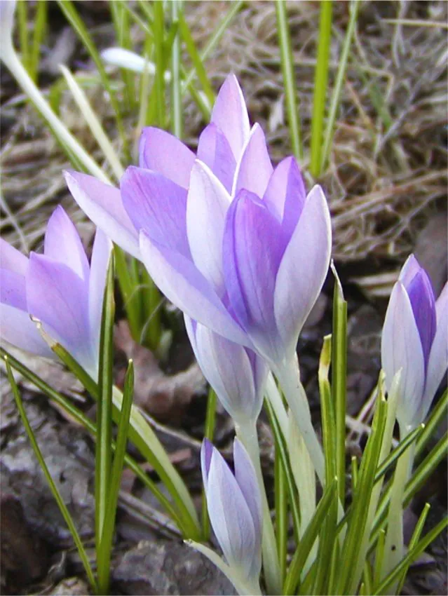 Branduse - Crocus Lilac Beauty 5 buc marime 5/7