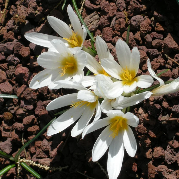Crocus Ochroleucus 5 buc marime 5/6 [1]