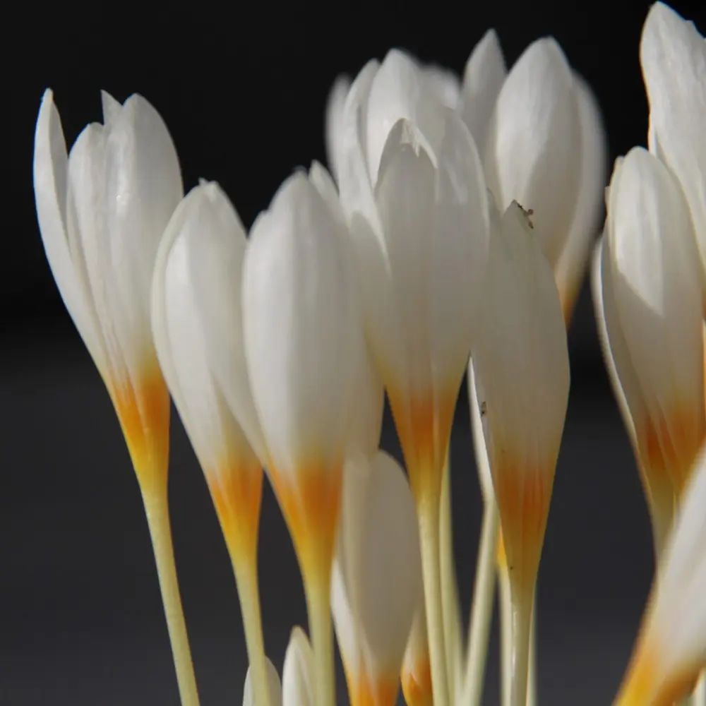 Branduse de toamna - Crocus Ochroleucus 5 buc marime 5/6