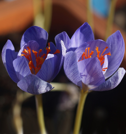 Crocus Oxonian 5 buc marime 5/6 [1]