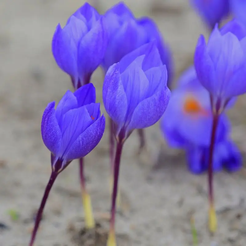 Branduse de toamna - Crocus Oxonian 5 buc marime 5/6
