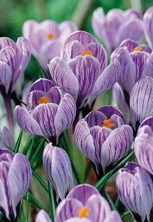 Branduse - Crocus Pickwick 5 buc marime 7/8
