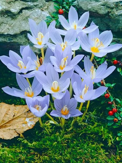 Branduse de toamna - Crocus Pulchellus 5 buc marime 7/8