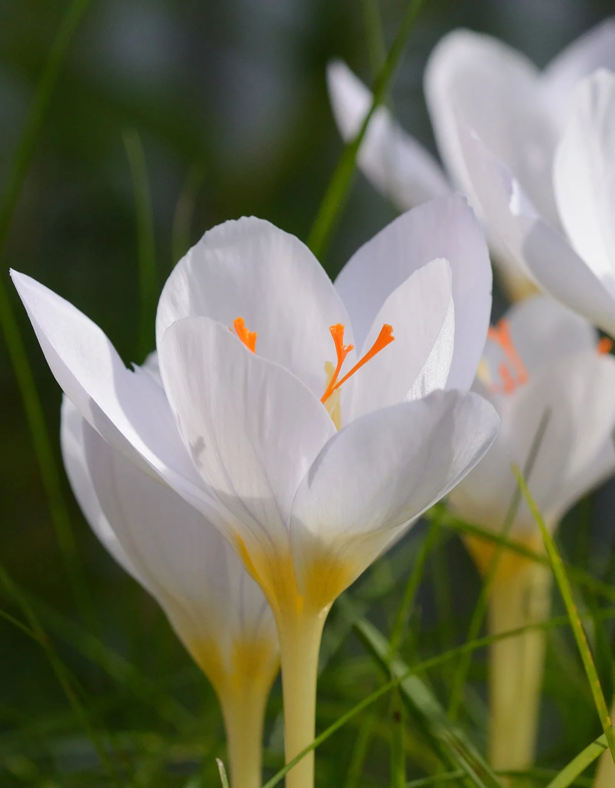 Branduse de toamna - Crocus Pulchellus Zephyr 5 buc marime 5/6