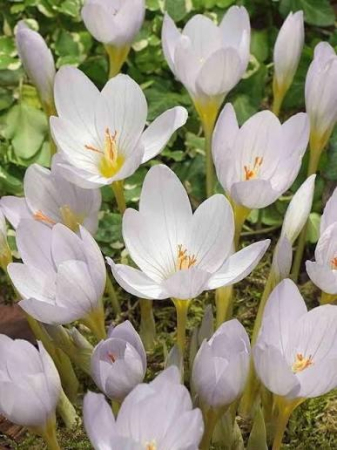 Crocus Pulchellus Zephyr 5 buc marime 5/6 [1]