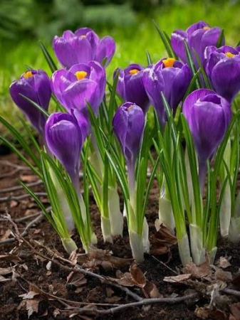 Branduse - Crocus Remembrance 5 buc marime 7/8