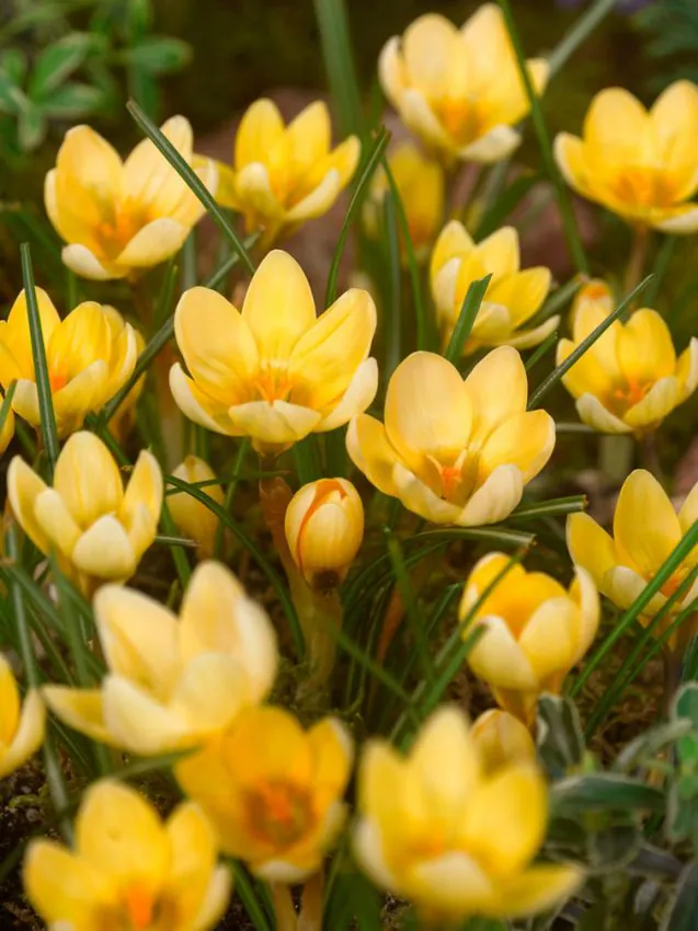 Branduse de primavara - Crocus Romance 5 buc marime 5/7
