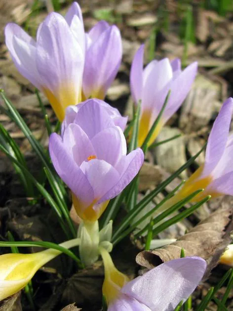 Branduse de primavara - Crocus Rosalind etruscus 5 buc marime 5/7