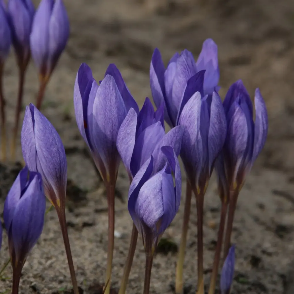 Branduse de toamna - Crocus Semedo 5 buc marime 5/6