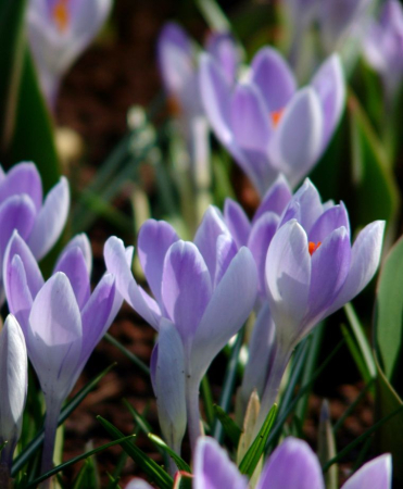 Crocus Vanguard 5 buc marime 7/8 [1]
