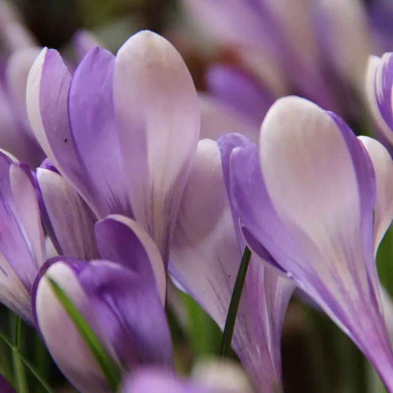 Branduse - Crocus Yalta 5 buc marime 5/7
