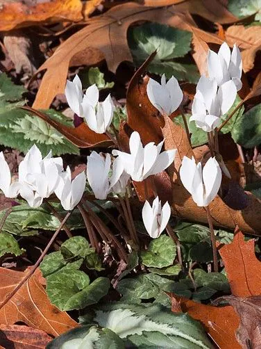 Cyclamen - Cyclamen cilicum Album infloreste toamna