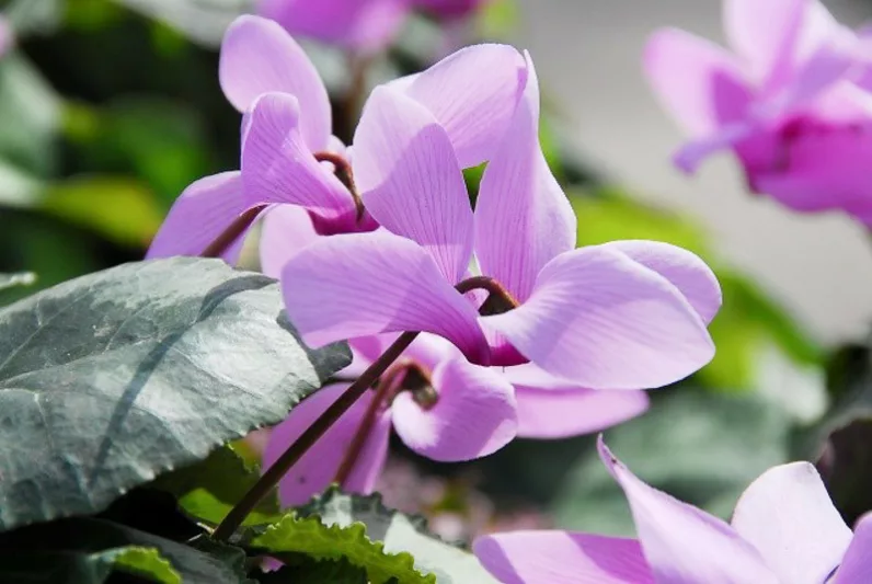 Cyclamen cilicum  de gradina rezistent la inghet infloreste toamna [1]