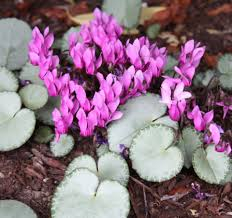 Cyclamen - Cyclamen coum cu frunze metalice de gradina 1 buc marime 1