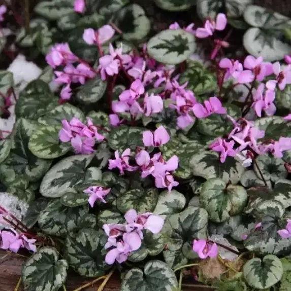 Cyclamen coum de gradina infloreste primavara devreme  [1]