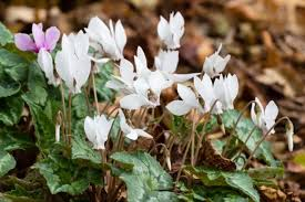 Cyclamen hederifolium Album de gradina infloreste toamna [1]