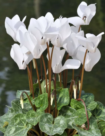 Cyclamen - Cyclamen hederifolium Album de gradina infloreste toamna