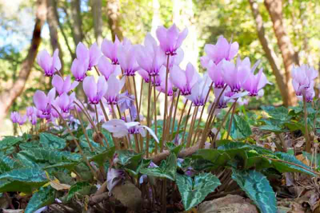 Cyclamen - Cyclamen Hederifolium de gradina infloreste toamna
