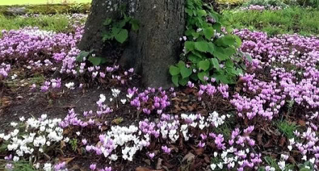 Cyclamen Hederifolium de gradina infloreste toamna [1]