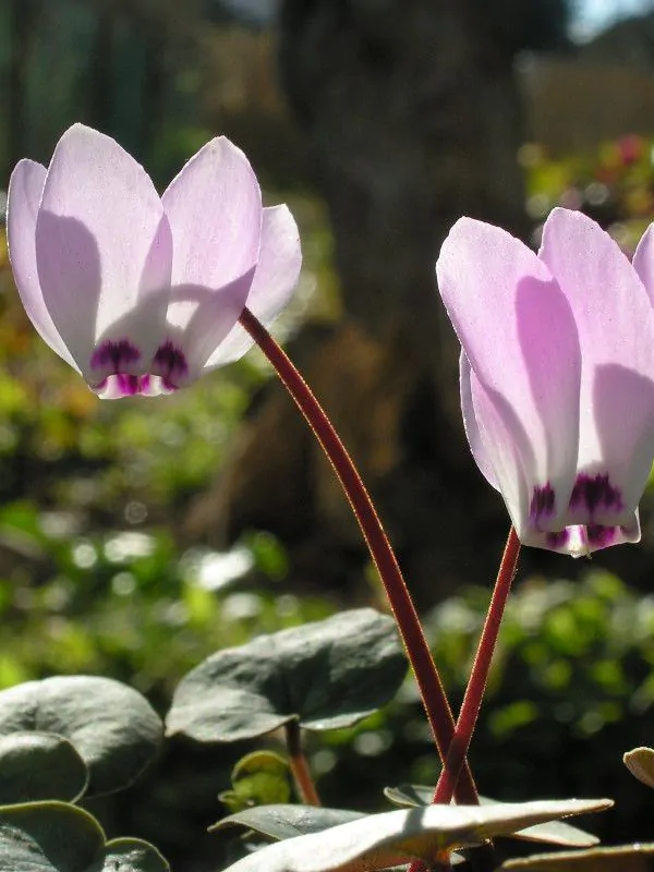 Cyclamen - Cyclamen libanoticum infloreste primavara devreme
