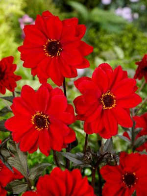 Dalii anemone - Dalia Bishop of Llandaff