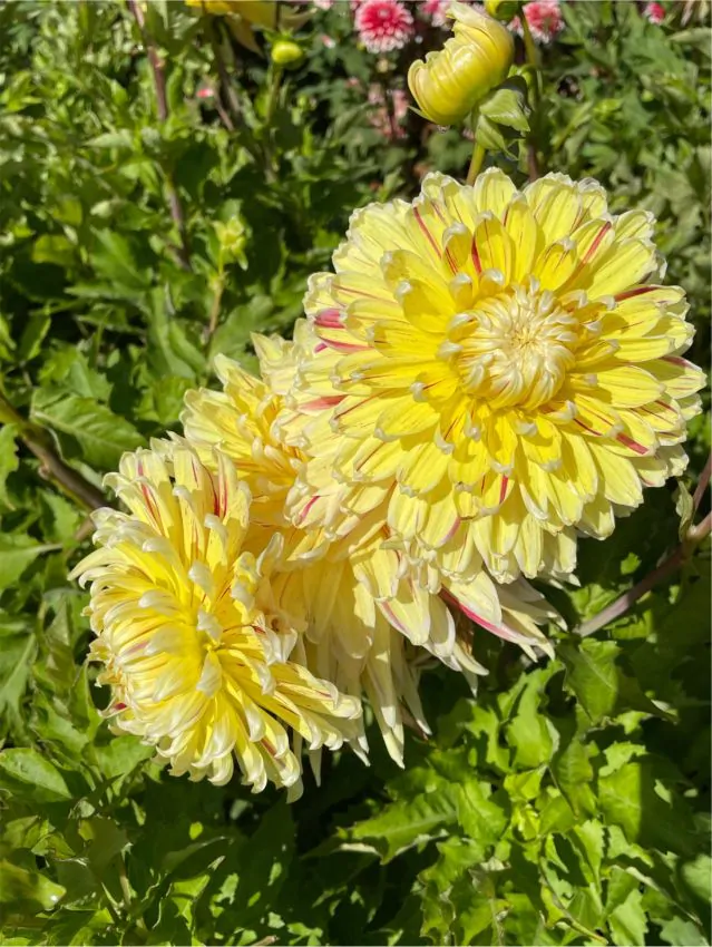 Dalia Decorativa Cambridge marime 1 [3]