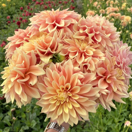 60-100 cm - Dalia decorativa Tyrell