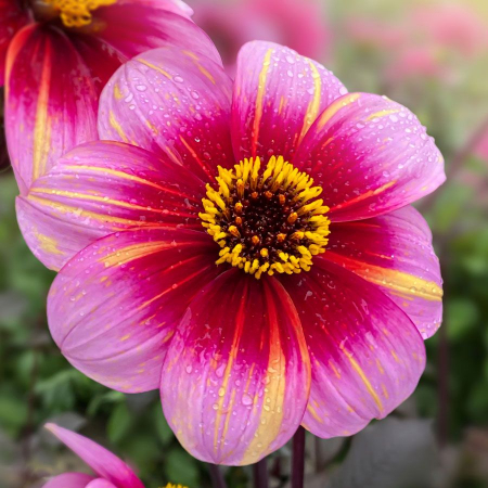 Dalii anemone - Dalia Neon Flare marime 2