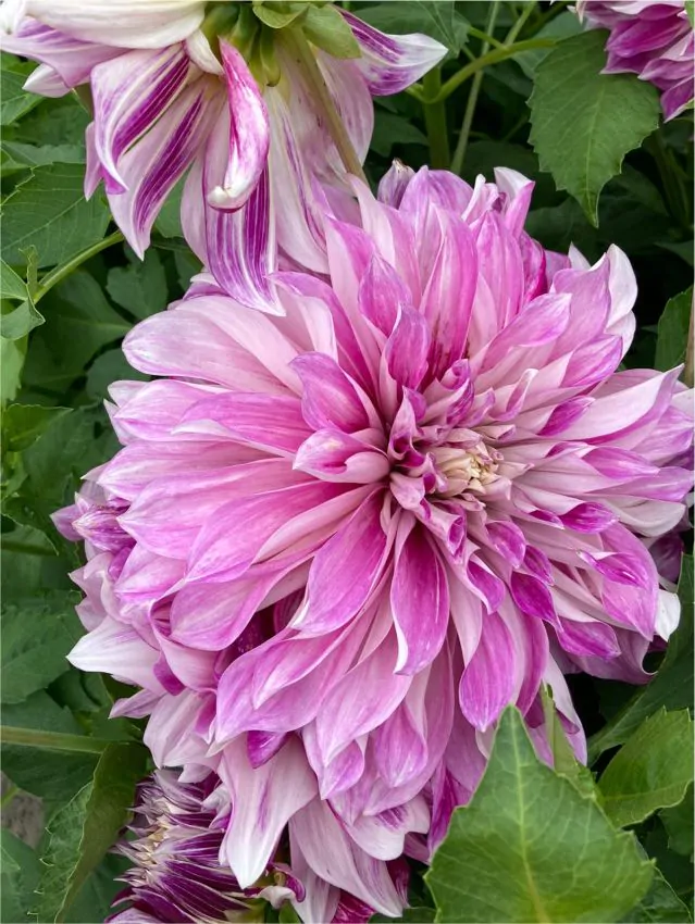 Bulbi de primavara - Dalia Decorativa Purple Explosion marime 2