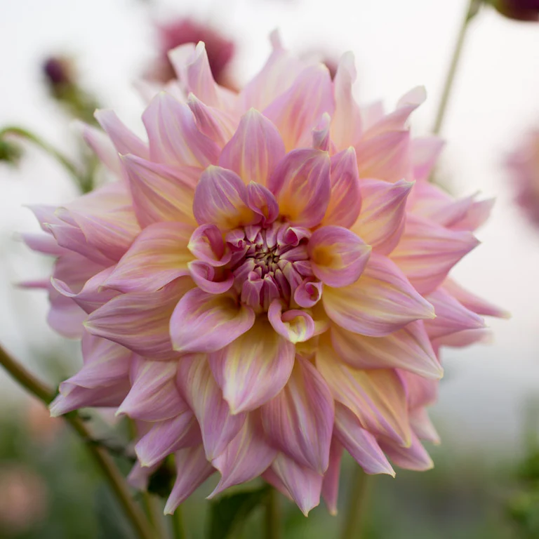 60-100 cm - Dalie decorativa Strawberry Ice (Kidds Climax)