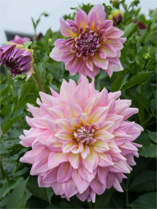 Dalia Strawberry Ice marime 2 [1]