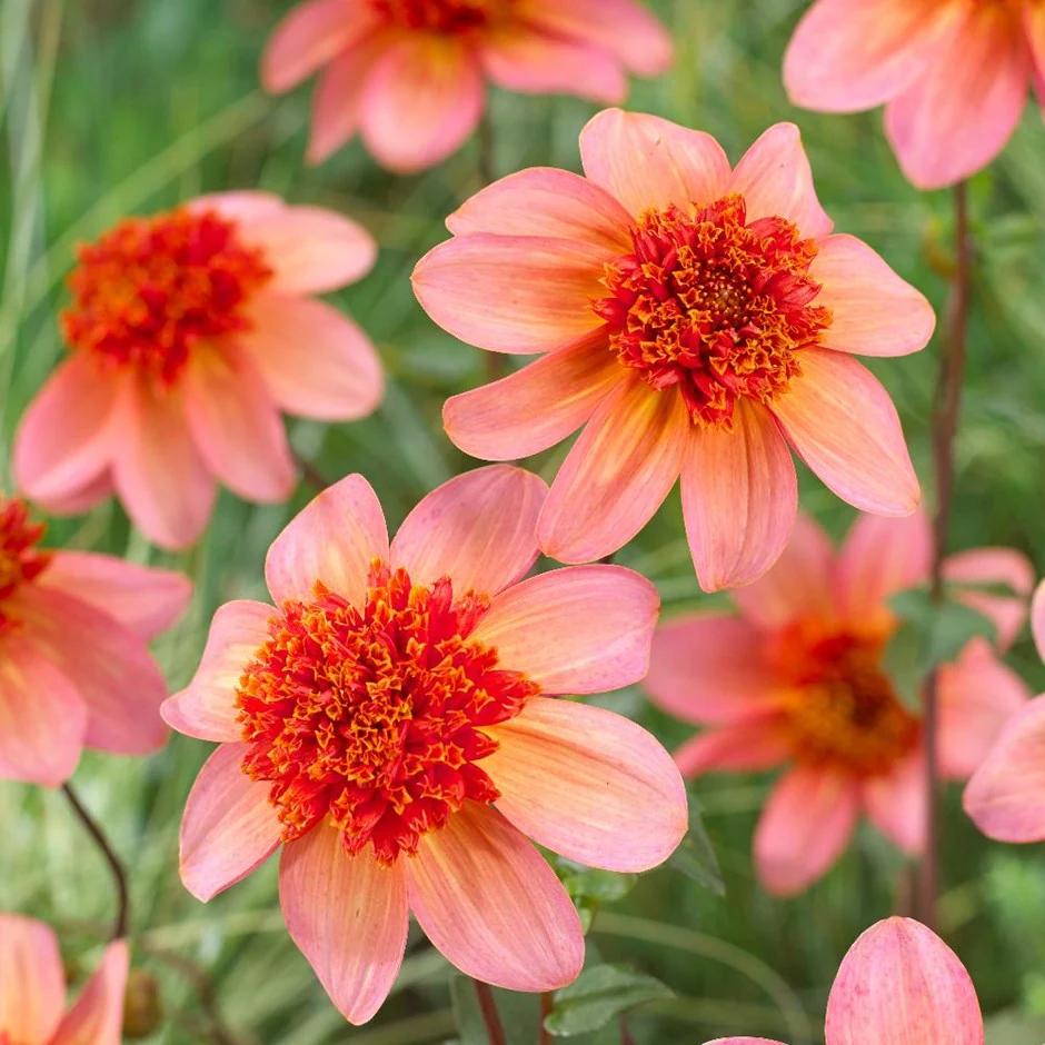 Dalii anemone - Dalia Totally Tangerine marime 1