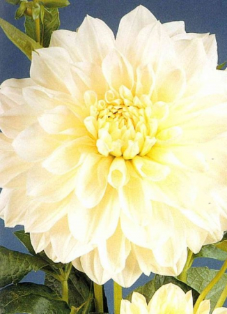 Bulbi de primavara - Dalie White Perfection