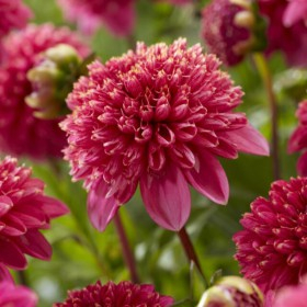 Dalii anemone - Dalie Alyshia