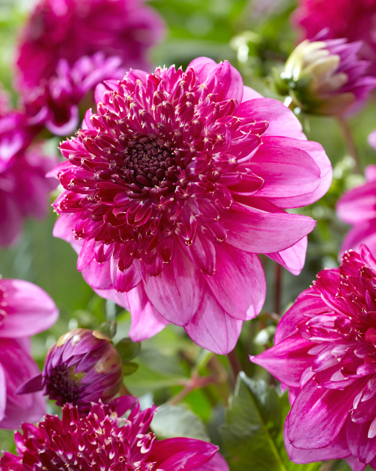 60-100 cm - Dalie anemona Richards Fortune