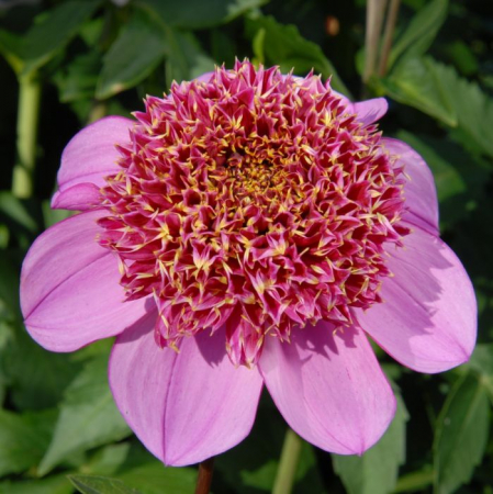 Dalii anemone - Dalie anemone Dad's Favourite marime 2