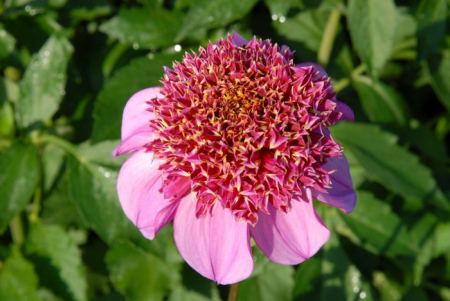 Dalie anemone Dad's Favourite marime 2 [1]