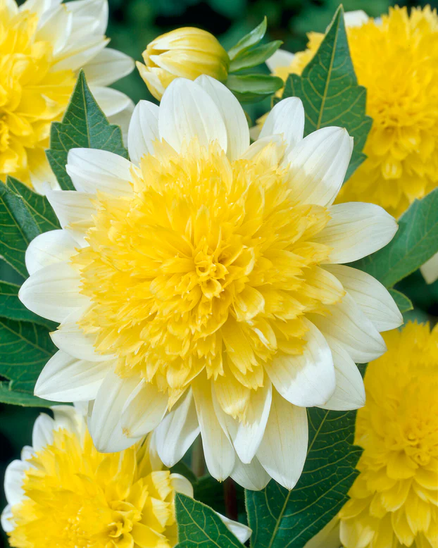 100=150 cm - Dalie anemone - Freya's Paso Doble