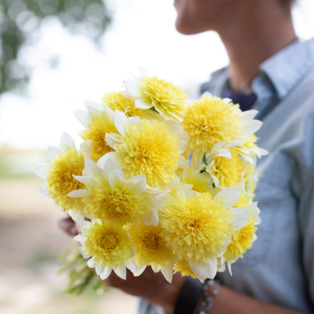 Dalie anemone - Freya's Paso Doble [1]