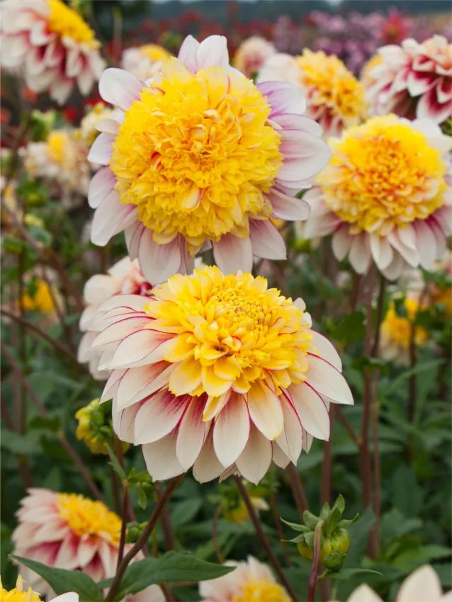 100=150 cm - Dalie anemone - Polka NL