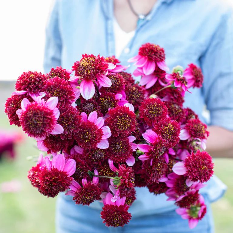 Dalii anemone - Dalie anemone Poodle Skirt