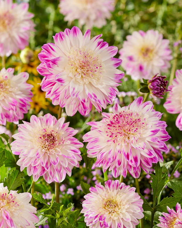 Dalie anemone Que Sera [1]