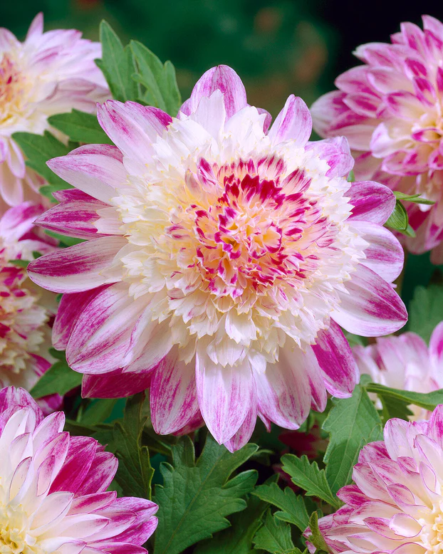 Dalii anemone - Dalie anemone Que Sera