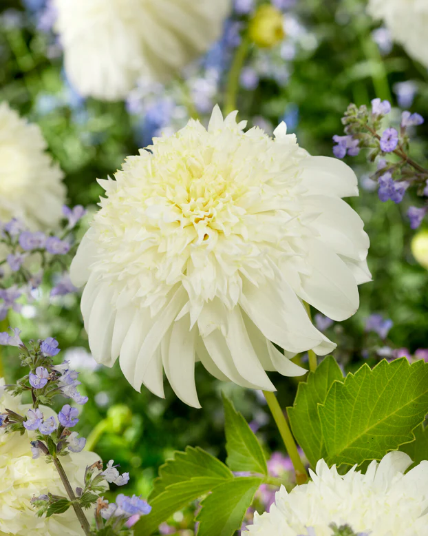 60-100 cm - Dalie anemone Zahra