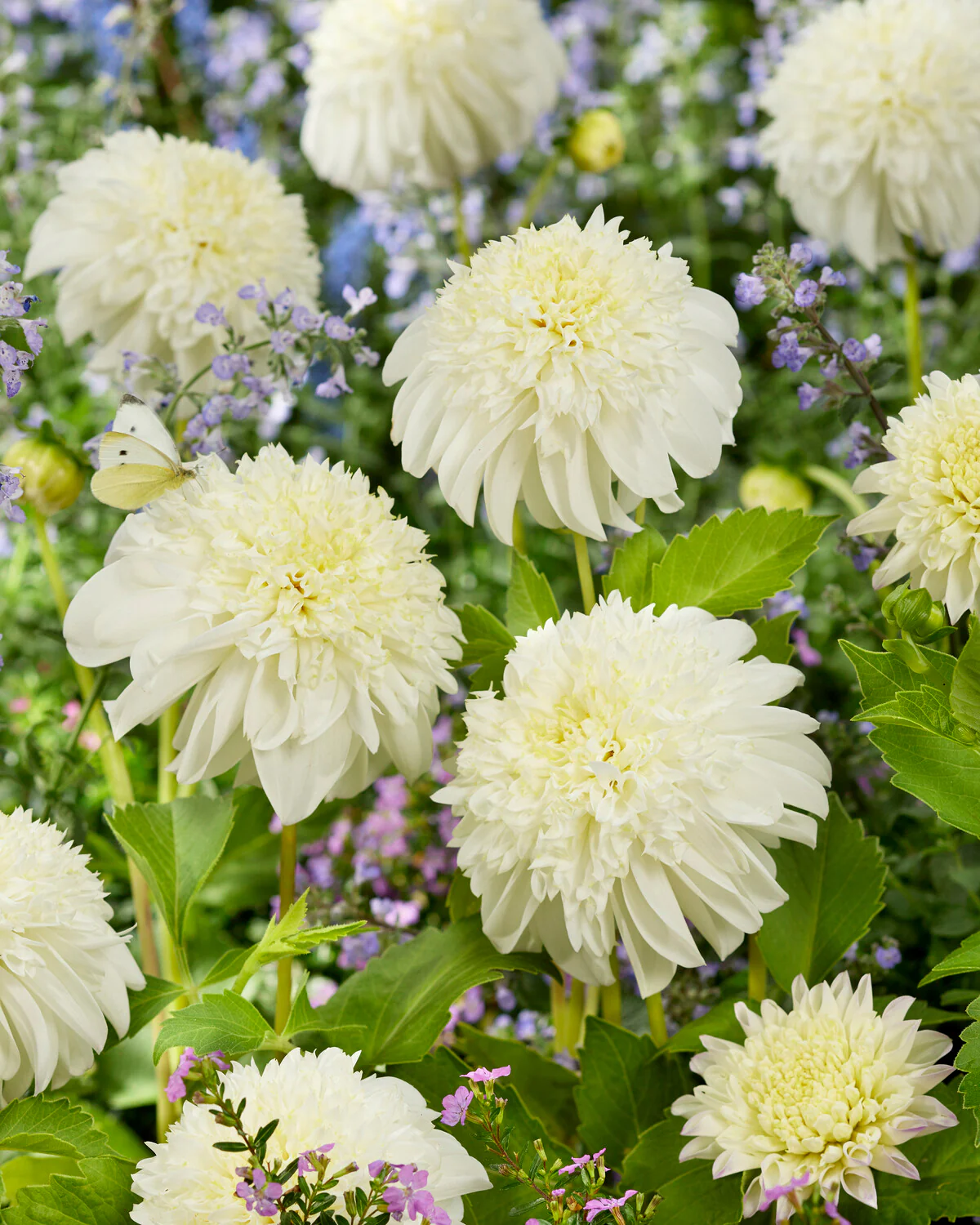 Dalie anemone Zahra [1]